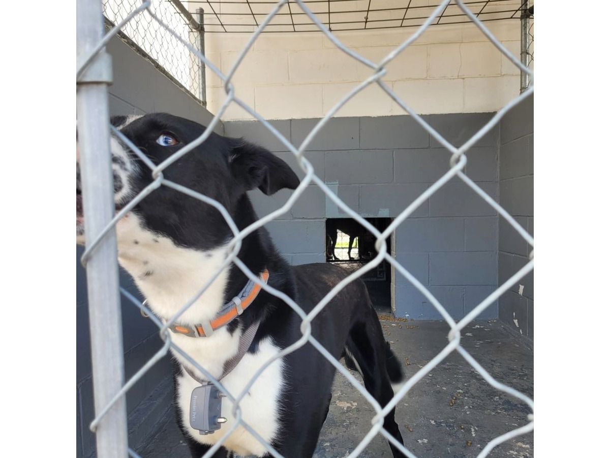 https://clients.municipalimpact.com/images/images_mi/mi_597_7-16-25_Husky_Mix_A_1352902479_7278.jpg