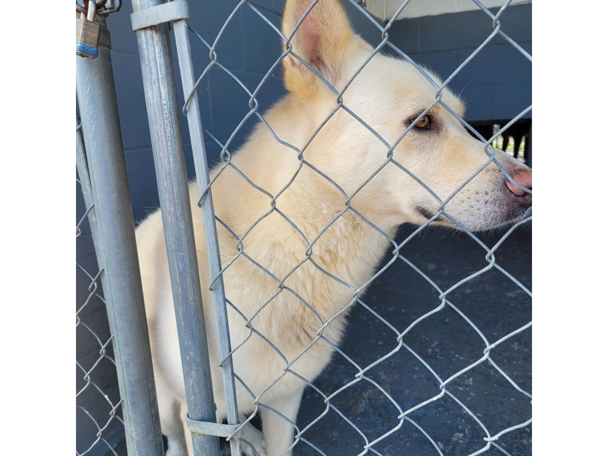 https://clients.municipalimpact.com/images/images_mi/mi_597_7-28-25_German_Shepherd_C_1352902479_4262.jpg