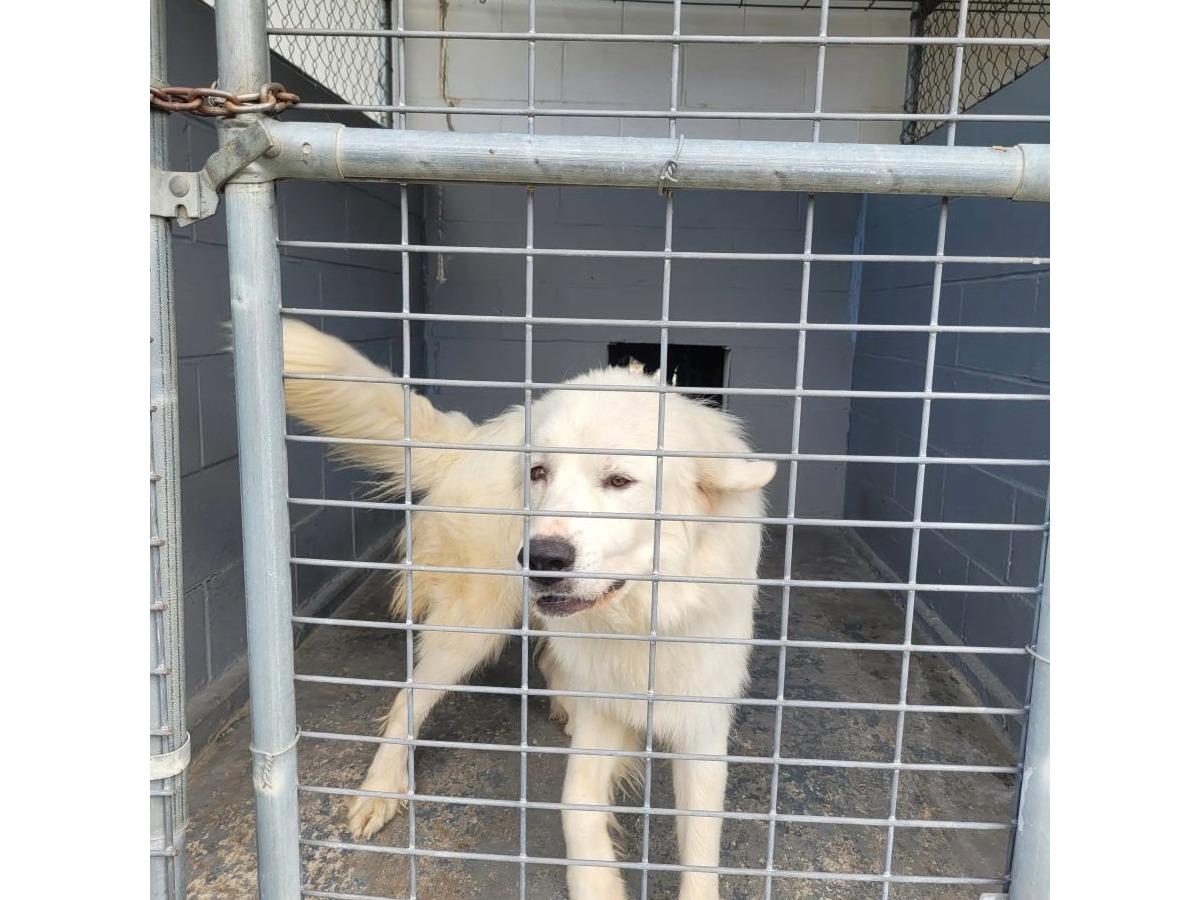 https://clients.municipalimpact.com/images/images_mi/mi_597_8-10-25_Great_Pyrenees_D_1352902479_6828.jpg