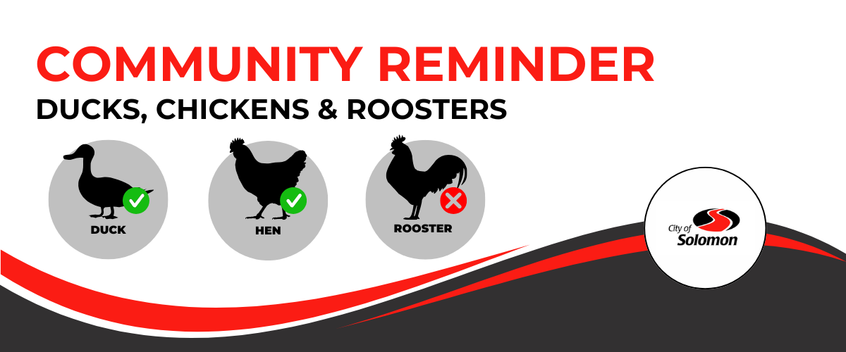 ducks, chickens and roosters guideline header